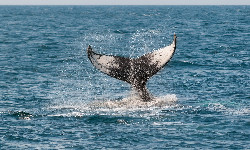 Islandczycy zabiją 128 wielorybów