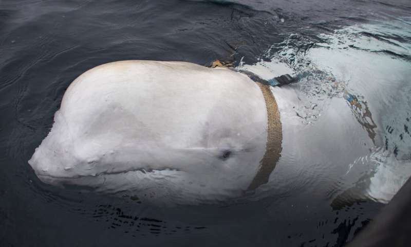 [t][/t] [s]Fot. Jørgen Ree Wiig/Norwegian Direcorate of Fisheries Sea Surveillance Unit[/s]